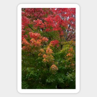 Autumn fall changing leaves red green thanksgiving Sticker